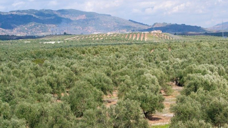 Panorámica de un olivar (Foto MAPA)