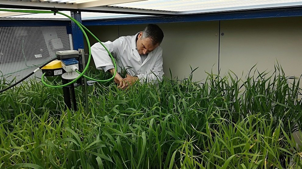 El investigador del IRNASA-CSIC Juan Arellano trabajando en un ensayo de trigo en el fitotrón (Foto IRNASA-CSIC)