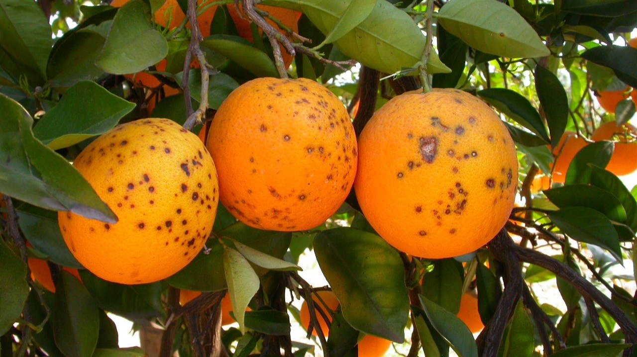 P.citricarpa Mancha Negra de los Cítricos (Foto IVIA Generalitat Valenciana)