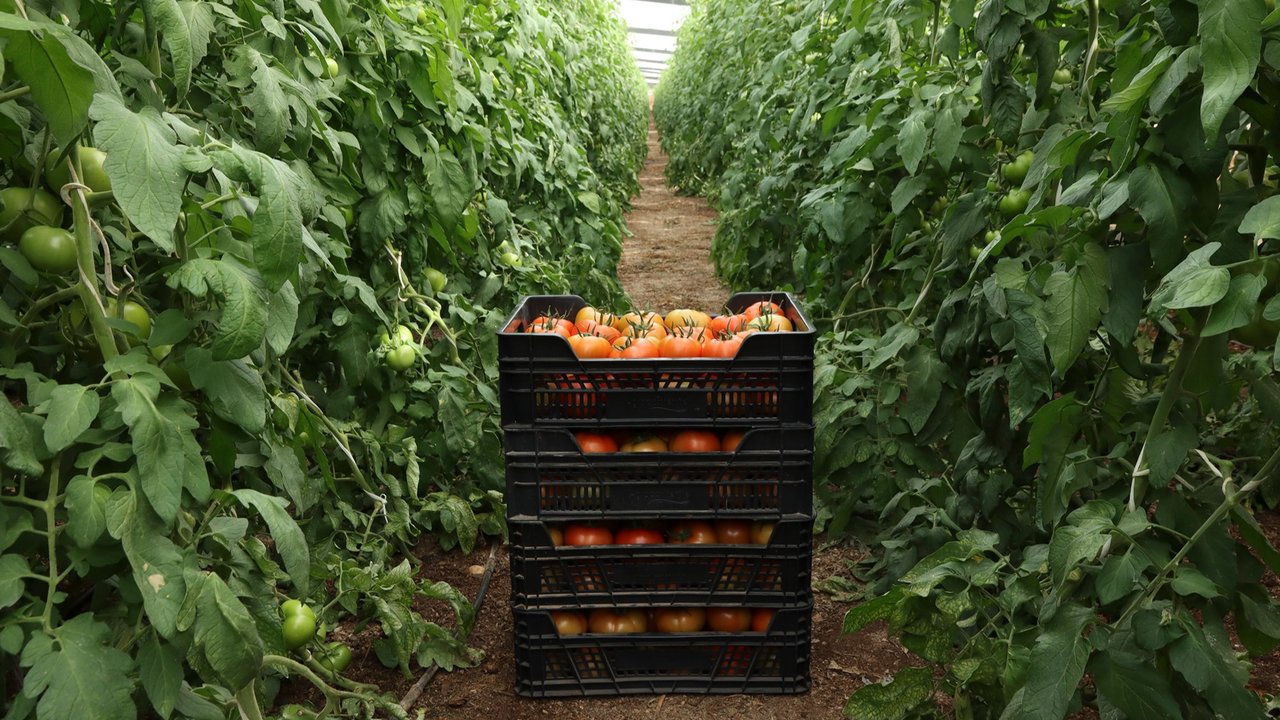 Tomates recién recogidos en un invernadero familiar de El Ejido (Foto Joaquín Terán para UPA)