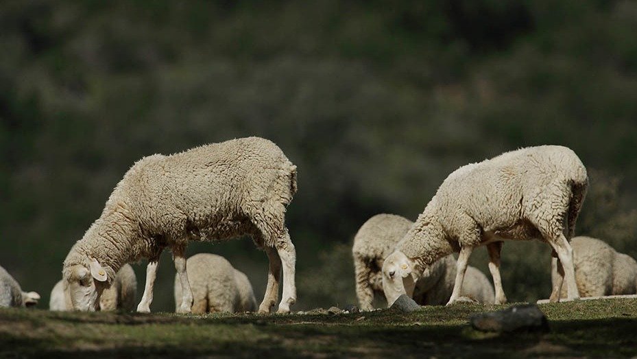 Rebaño de ovejas pastando en el campo (Foto Junta de Andalucía)