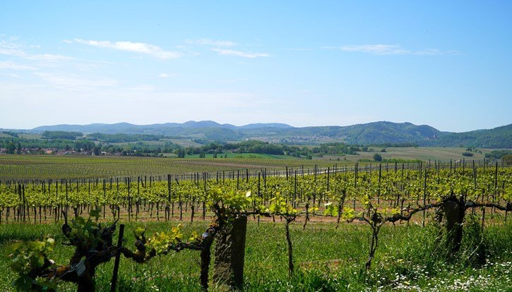 Panorámica de un viñedo (Foto Unión de Uniones)