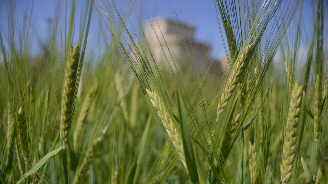 Campo de cereal de la provincia de Segovia (Foto MAPA)