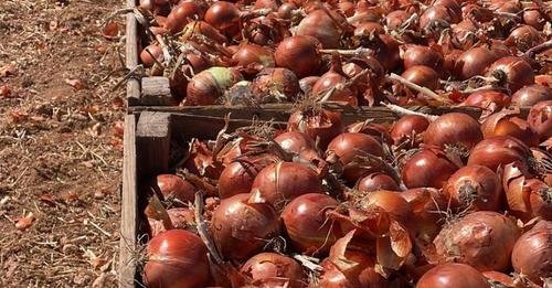 Cebollas a pie de campo (Foto Asaja Ciudad Real)