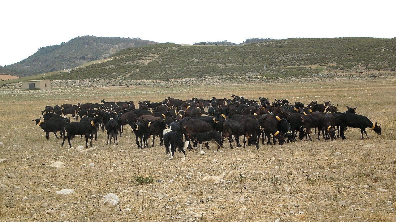 Rebaño cabras murcianogranadina (Foto Magrama)