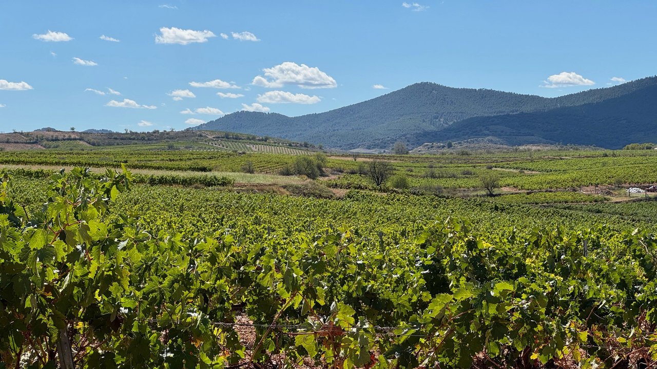 Viñedos en la comarca de Cariñena Zaragoza (Foto UPA)