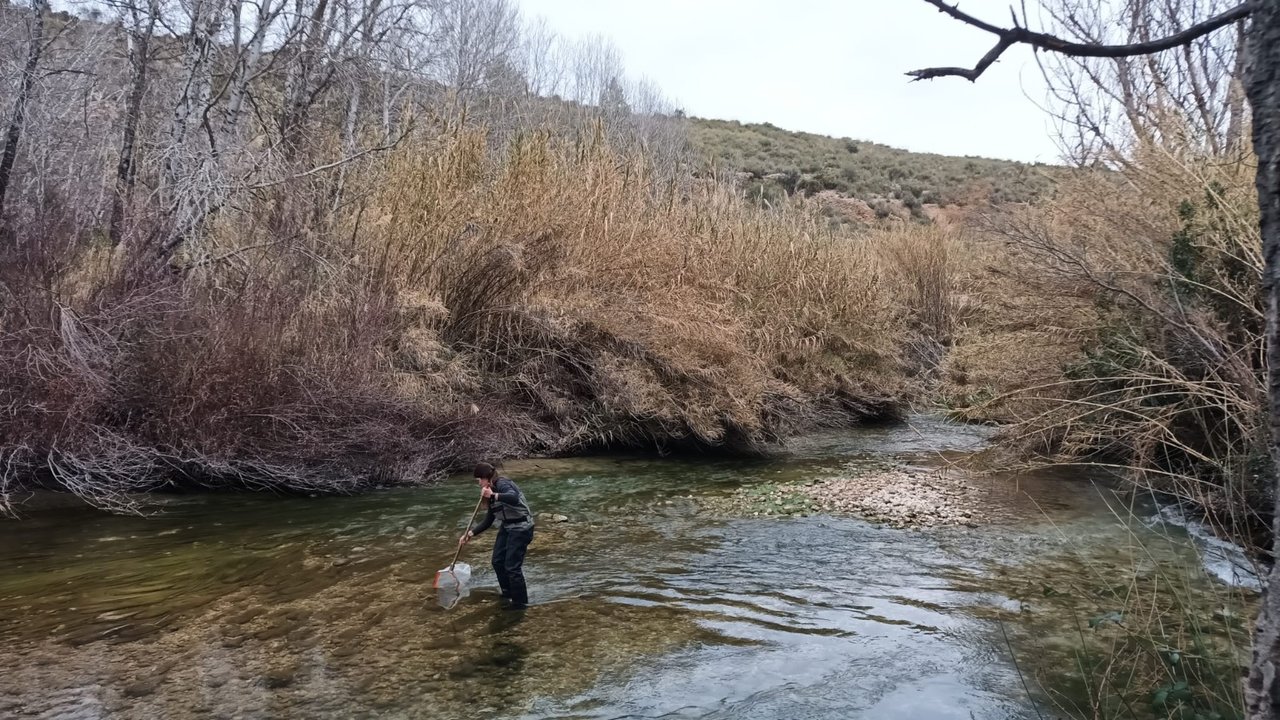 Control en el río Segura del mejillón cebra (Foto ANSE)