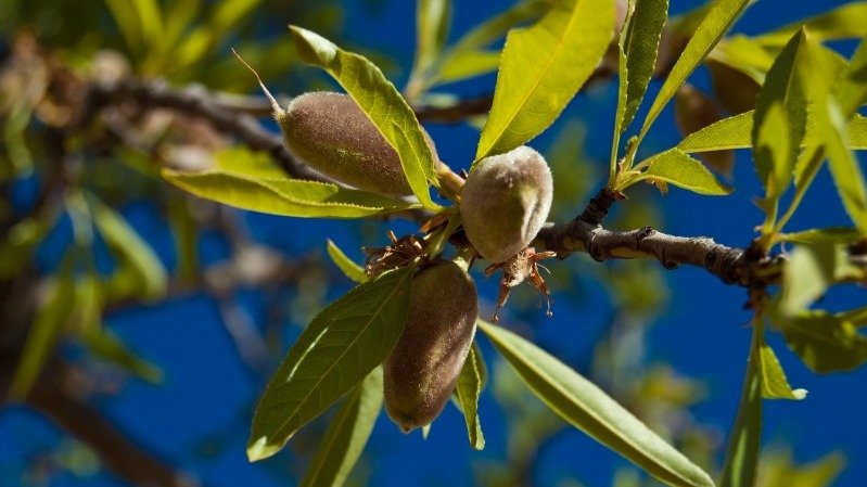 Cultivo de almendra en la Comunidad Valenciana (Foto MAPA)