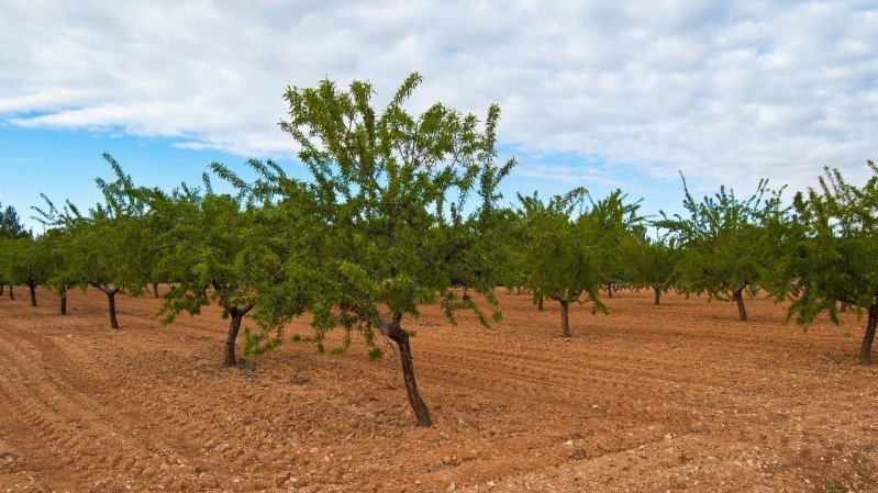 Almendros en la Comunidad Valenciana (Foto MAPA)