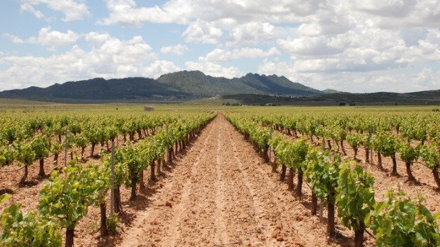 Viñedo de la DOP Jumilla (Foto Consejo Regulador de la DOP Jumilla)