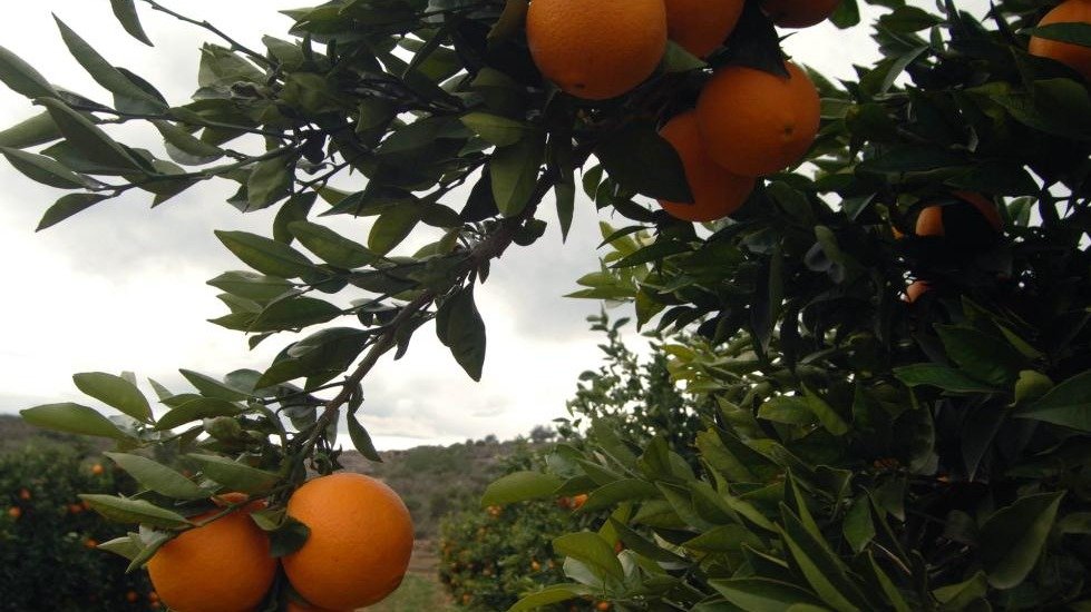 Naranjo (Foto Generalitat valenciana)