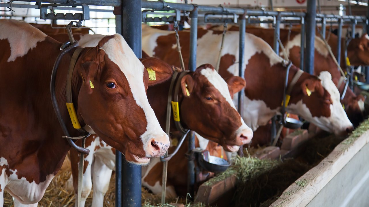 Vacas en una explotación de vacuno (Foto MAPA)