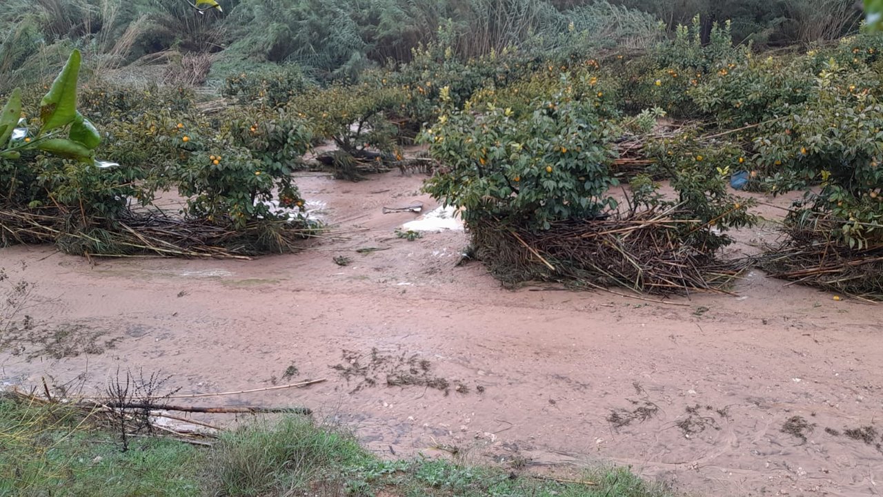 Daños en los cultivos por la DANA (Foto AVA Asaja)