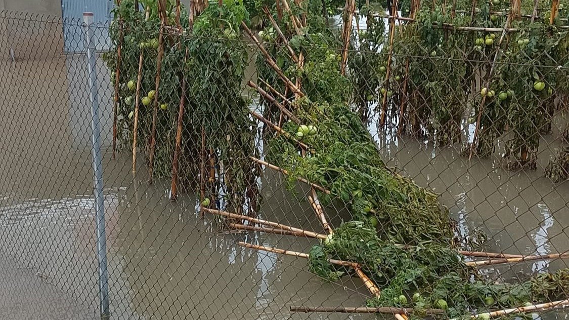 Daños en un cultivo de tomates por la DANA (Foto AVA Asaja)