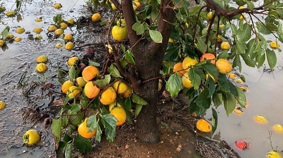 Daños en frutales por la DANA en la Comunidad Valenciana (Foto La Unió)