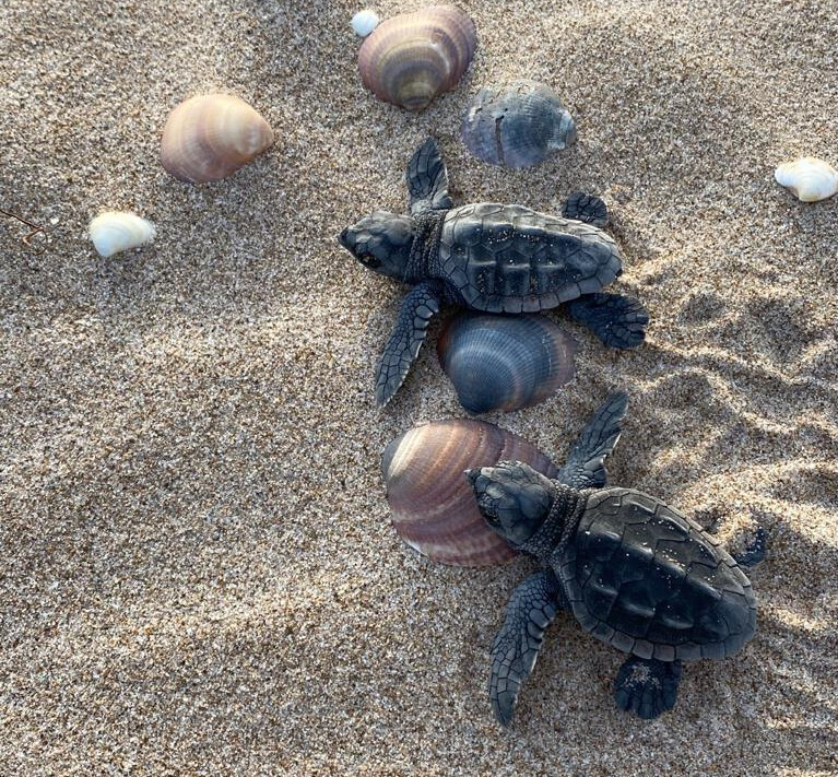 Nacen diez tortugas del nido de la playa de es Cavallet