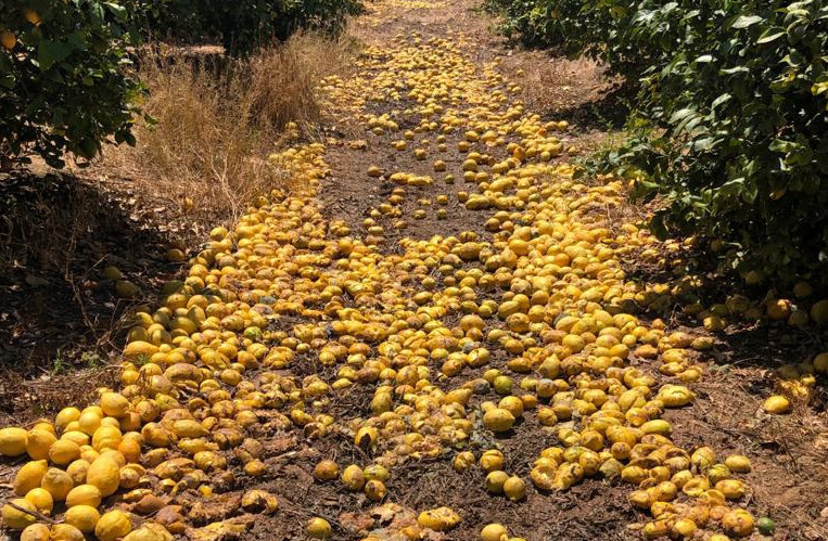 La campaña del limón en la Vega Baja se presenta con un descenso