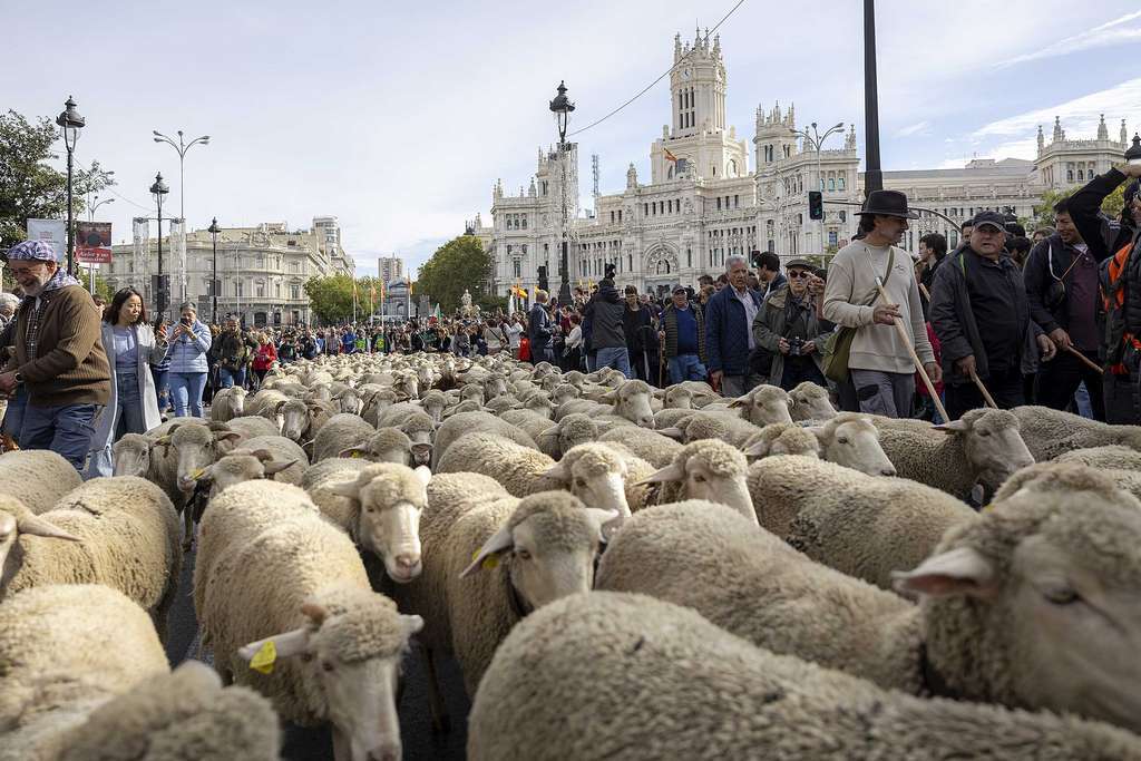 Miles de ovejas toman las calles de Madrid en la XXX Fiesta de la  Trashumancia